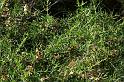 Argiope_trifasciata_D3270_Z_85_Valle Gran Rey_Spanje